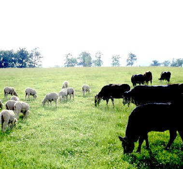 Cattle and Sheep Grazing